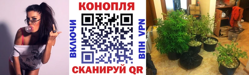 Марихуана план блэк спрут ССЫЛКА Салехард